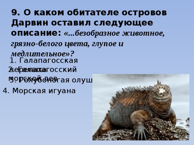 9. О каком обитателе островов Дарвин оставил следующее описание: «...безобразное животное, грязно-белого цвета, глупое и медлительное»? 1. Галапагосская черепаха 2. Галапагосский морской лев 3. Голубоногая олуша 4. Морская игуана 