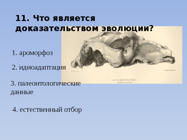 11. Что является доказательством эволюции? 1. ароморфоз 2. идиоадаптация 3. палеонтологические данные 4. естественный отбор 