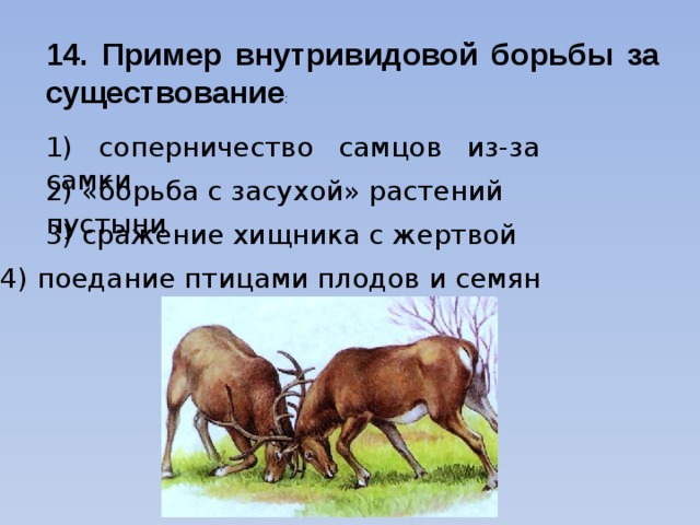 14. Пример внутривидовой борьбы за существование : 1) соперничество самцов из-за самки 2) «борьба с засухой» растений пустыни 3) сражение хищника с жертвой 4) поедание птицами плодов и семян 
