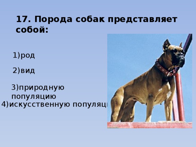 17. Порода собак представляет собой: 1)род                                            2)вид     3)природную популяцию              4)искусственную популяцию 