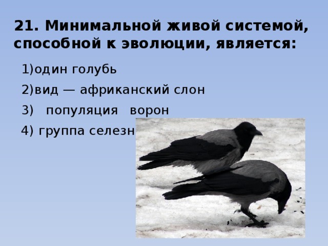 21. Минимальной живой системой, способной к эволюции, является: 1)один голубь                           2)вид — африканский слон 3) популяция ворон                            4) группа селезней 