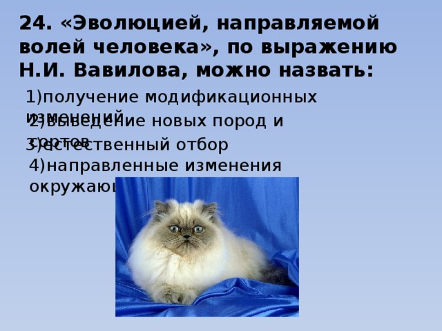24. «Эволюцией, направляемой волей человека», по выражению Н.И. Вавилова, можно назвать: 1)получение модификационных изменений                            2)выведение новых пород и сортов 3)естественный отбор                            4)направленные изменения окружающей среды 