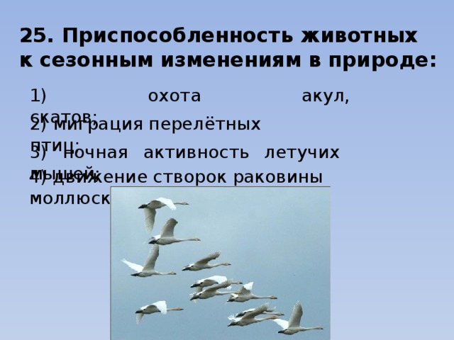25. Приспособленность животных к сезонным изменениям в природе: 1) охота акул, скатов;                                                    2) миграция перелётных птиц;     3) ночная активность летучих мышей;                           4) движение створок раковины моллюска. 