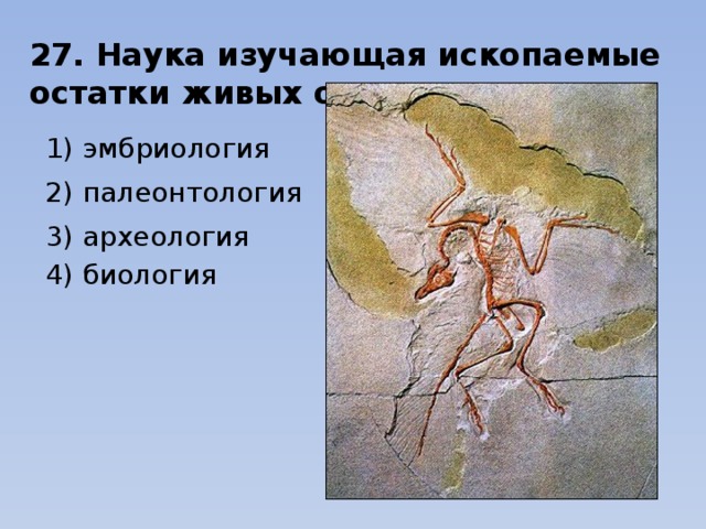 27. Наука изучающая ископаемые остатки живых организмов - 1) эмбриология                                                    2) палеонтология      3) археология                           4) биология 