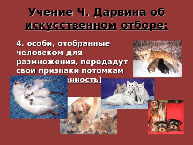 Учение Ч. Дарвина об искусственном  отборе: 4. особи, отобранные человеком для размножения, передадут свои признаки потомкам ( наследственность ) 