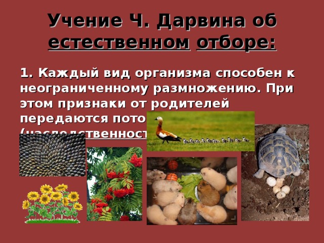 Учение Ч. Дарвина об естественном  отборе: 1. Каждый вид организма способен к неограниченному размножению. При этом признаки от родителей передаются потомкам ( наследственность ) 