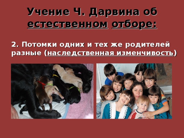 Учение Ч. Дарвина об естественном  отборе: 2. Потомки одних и тех же родителей разные ( наследственная изменчивость ) 