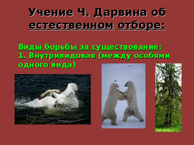 Учение Ч. Дарвина об естественном  отборе: Виды борьбы за существование : 1. Внутривидовая (между особями одного вида) 
