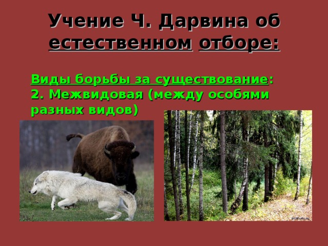 Учение Ч. Дарвина об естественном  отборе: Виды борьбы за существование : 2. Межвидовая (между особями разных видов) 