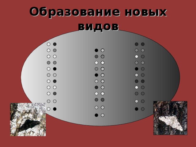 Образование новых видов 