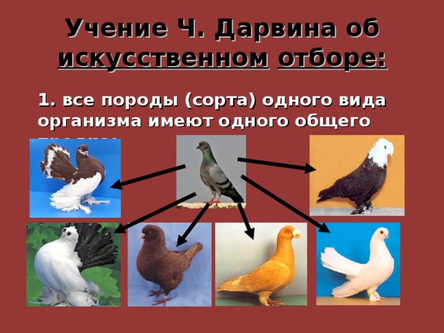 Учение Ч. Дарвина об искусственном  отборе: 1. все породы (сорта) одного вида организма имеют одного общего предка; 