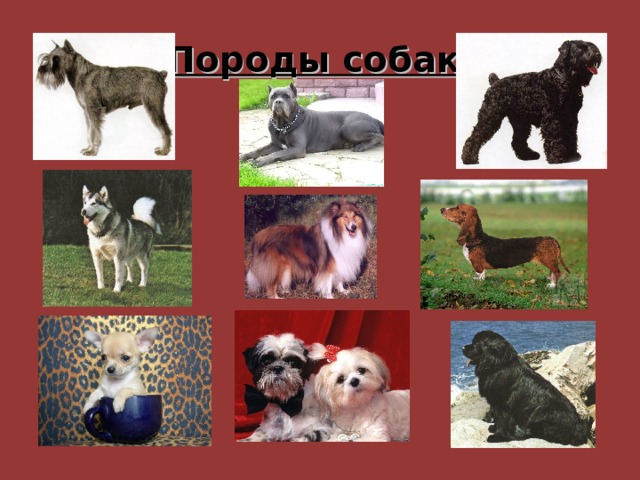 Породы собак 