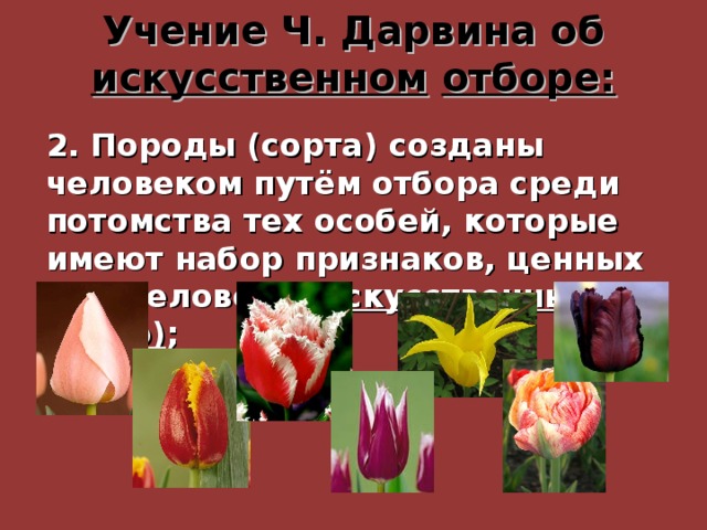 Учение Ч. Дарвина об искусственном  отборе: 2. Породы (сорта) созданы человеком путём отбора среди потомства тех особей, которые имеют набор признаков, ценных для человека ( искусственный отбор) ; 