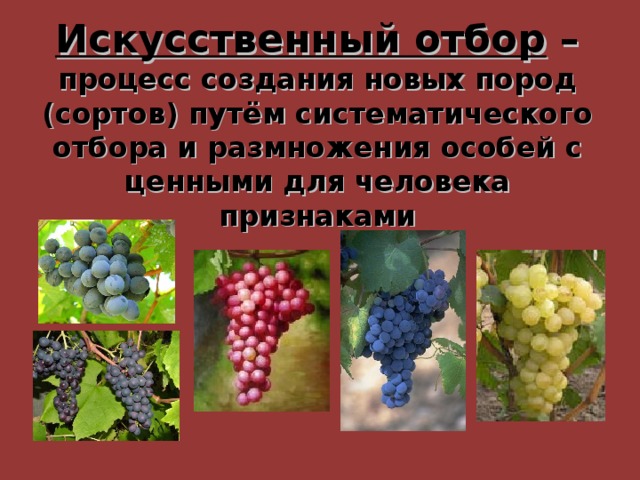Искусственный отбор – процесс создания новых пород (сортов) путём систематического отбора и размножения особей с ценными для человека признаками 