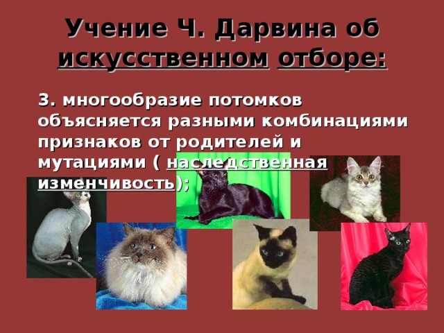 Учение Ч. Дарвина об искусственном  отборе: 3. многообразие потомков объясняется разными комбинациями признаков от родителей и мутациями ( наследственная  изменчивость ); 