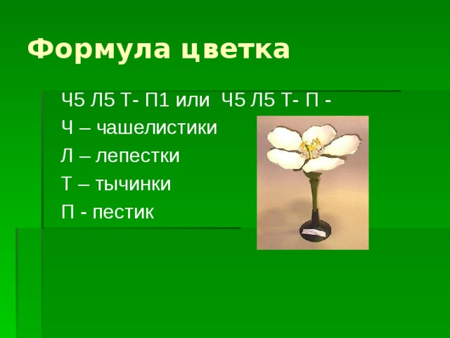 Формула цветка Ч5 Л5 Т- П1 или Ч5 Л5 Т- П - Ч – чашелистики Л – лепестки Т – тычинки П - пестик 