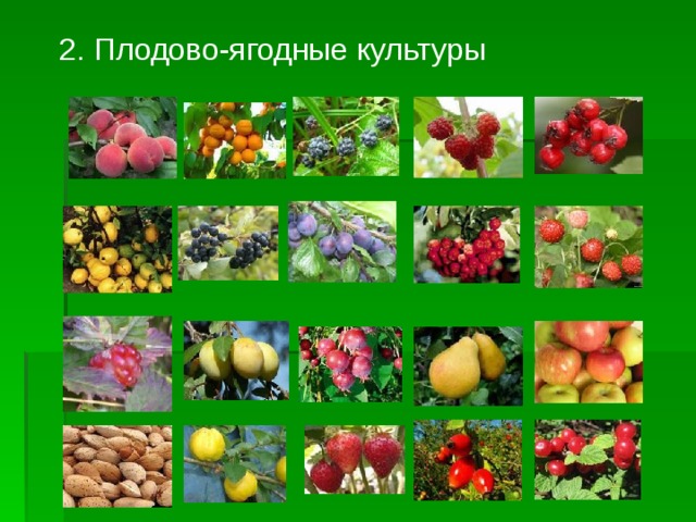 2. Плодово-ягодные культуры 
