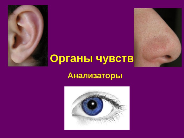 Органы чувств Анализаторы 