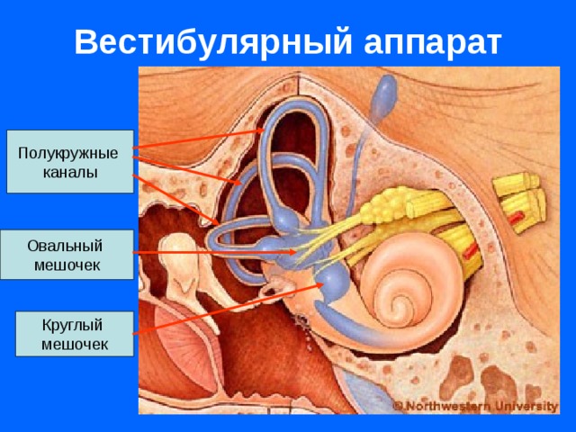 Вестибулярный аппарат Полукружные каналы Овальный мешочек Круглый мешочек 