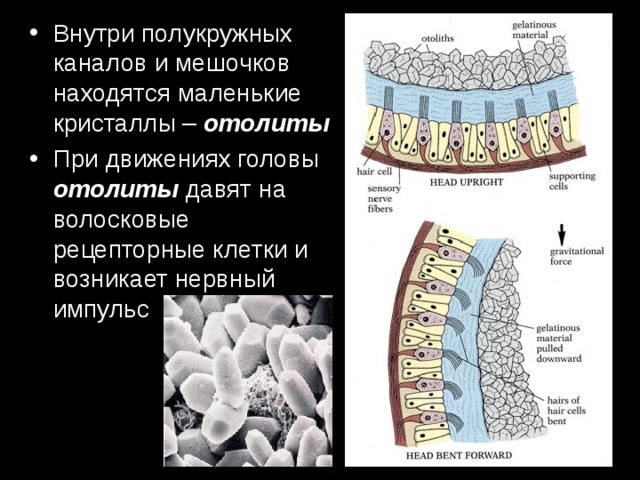Внутри полукружных каналов и мешочков находятся маленькие кристаллы – отолиты При движениях головы отолиты давят на волосковые рецепторные клетки и возникает нервный импульс 