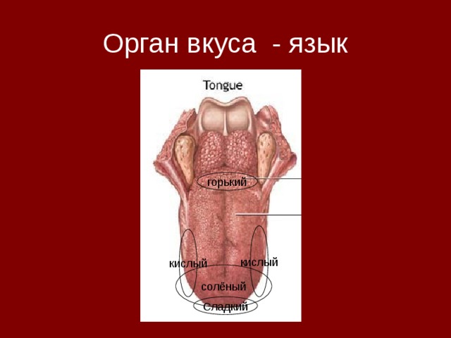 Орган вкуса - язык 