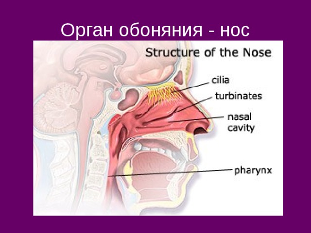 Орган обоняния - нос 