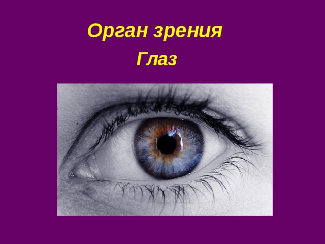 Орган зрения Глаз 