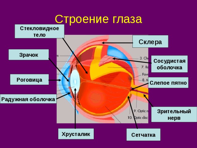Строение глаза Стекловидное тело Склера Зрачок Сосудистая оболочка Роговица Слепое пятно Радужная оболочка Зрительный нерв Хрусталик Сетчатка 