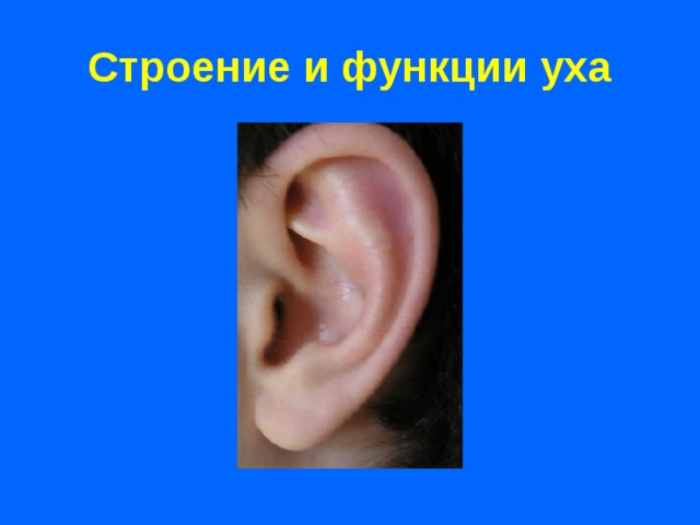 Строение и функции уха 