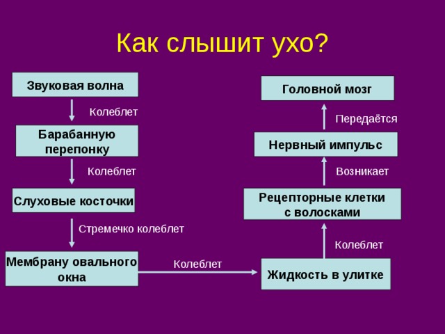 Как слышит ухо? Звуковая волна Головной мозг Колеблет Передаётся Барабанную перепонку Нервный импульс Колеблет Возникает Слуховые косточки Рецепторные клетки с волосками Стремечко колеблет Колеблет Мембрану овального окна Колеблет Жидкость в улитке 