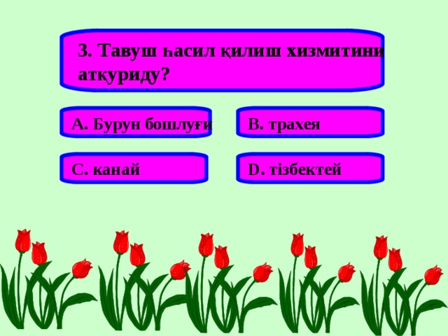 3. Тавуш һасил қилиш хизмитини атқуриду? А. Бурун бошлуғи В. трахея С. канай D . тізбектей 
