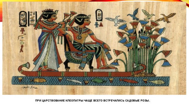 при царствование клеопатры чаще всего встречались садовые розы . 