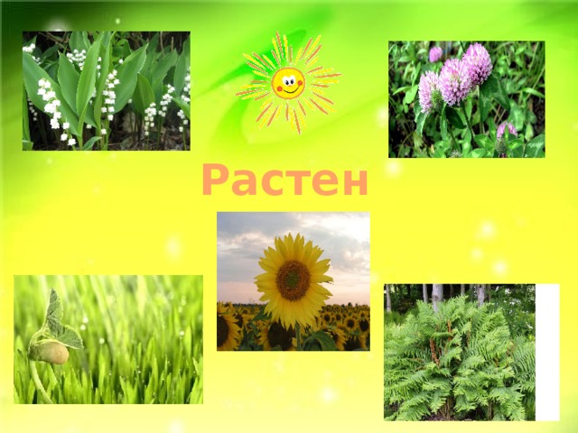 Растения 
