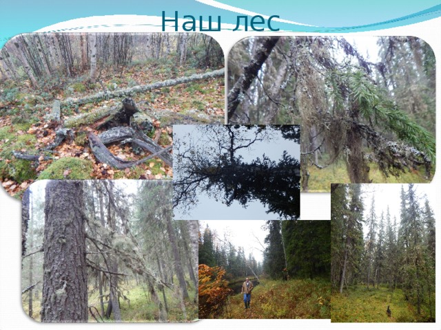 Наш лес 