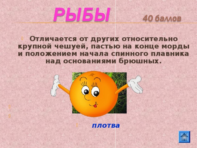 Отличается от других относительно крупной чешуей, пастью на конце морды и положением начала спинного плавника над основаниями брюшных.        плотва 