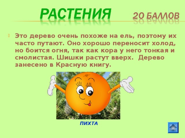 Это дерево очень похоже на ель, поэтому их часто путают. Оно хорошо переносит холод, но боится огня, так как кора у него тонкая и смолистая. Шишки растут вверх. Дерево занесено в Красную книгу. ПИХТА 