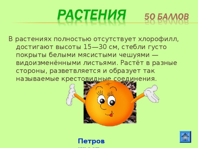 В растениях полностью отсутствует хлорофилл, достигают высоты 15—30 см, стебли густо покрыты белыми мясистыми чешуями — видоизменёнными листьями. Растёт в разные стороны, разветвляется и образует так называемые крестовидные соединения. Петров крест 