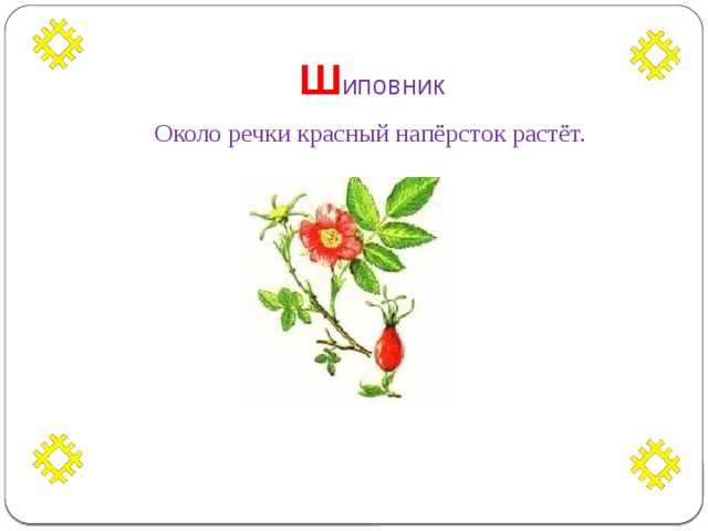 Ш иповник  Около речки красный напёрсток растёт. 