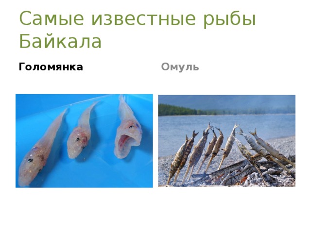 Самые известные рыбы Байкала Голомянка Омуль 