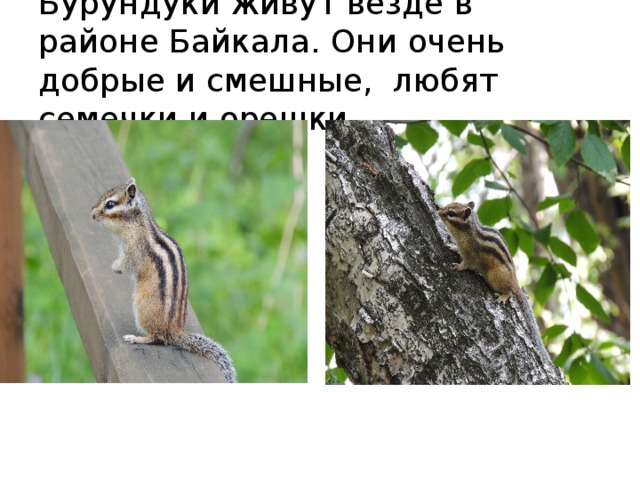 Бурундуки живут везде в районе Байкала. Они очень добрые и смешные, любят семечки и орешки. 