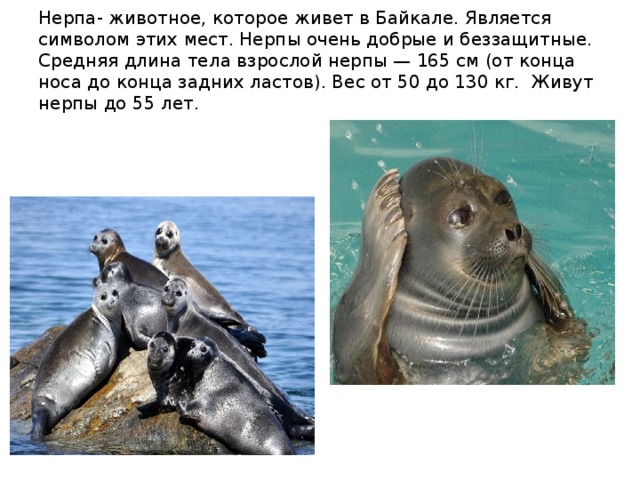 Нерпа- животное, которое живет в Байкале. Является символом этих мест. Нерпы очень добрые и беззащитные. Средняя длина тела взрослой нерпы — 165 см (от конца носа до конца задних ластов). Вес от 50 до 130 кг. Живут нерпы до 55 лет. 