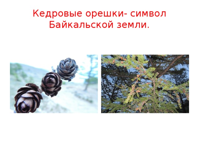 Кедровые орешки- символ Байкальской земли. 
