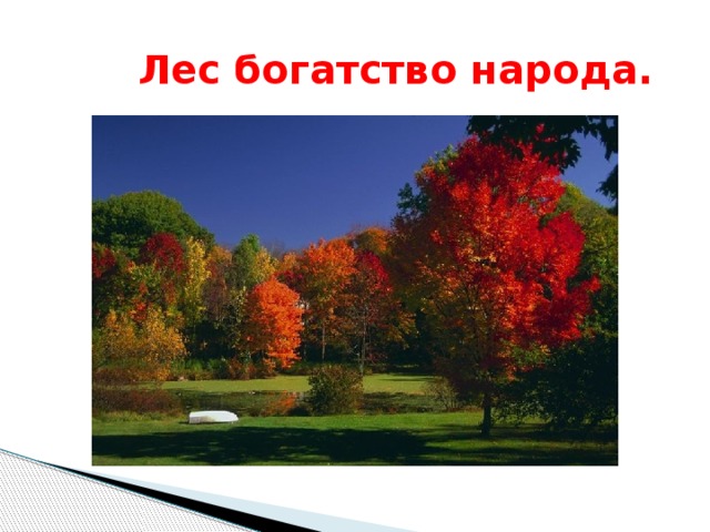  Лес богатство народа. 