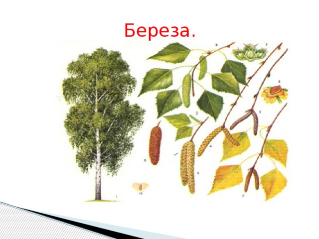  Береза. 