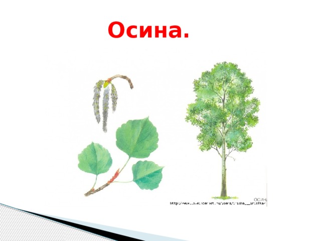  Осина. 