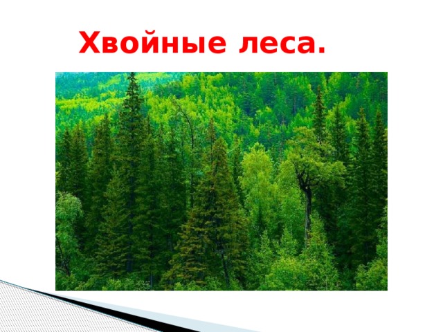  Хвойные леса. 