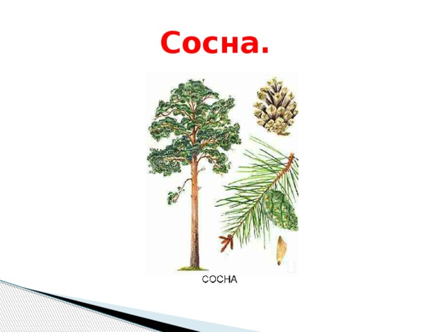  Сосна. 