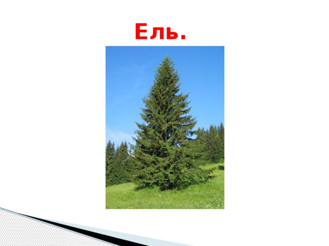  Ель. 