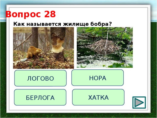 Вопрос 28 Как называется жилище бобра?   НОРА ЛОГОВО ХАТКА БЕРЛОГА 