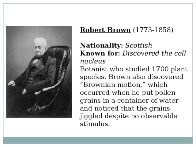 Robert Brown  (1773-1858)  Nationality:  Scottish  Known for:  Discovered the cell nucleus  Botanist who studied 1700 plant species. Brown also discovered “Brownian motion,” which occurred when he put pollen grains in a container of water and noticed that the grains jiggled despite no observable stimulus. 